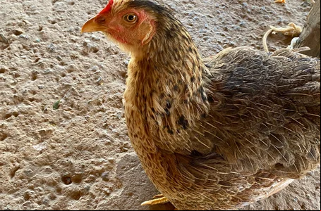Galinha