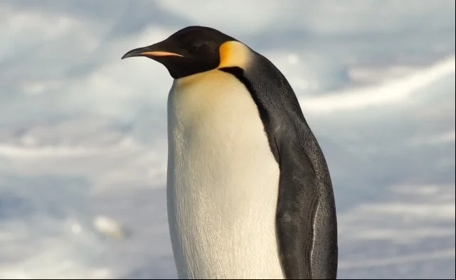 Pinguins-imperadores