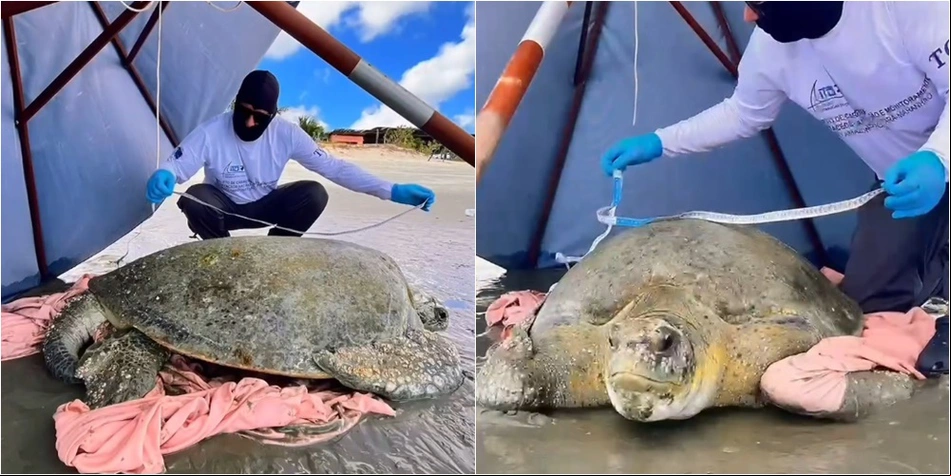 Tartaruga-verde encalhou na praia de Barra Grande